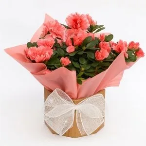 Azaleia Rosa em Caixa de Madeira