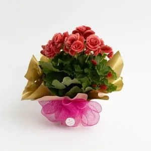 Begônia Rosa