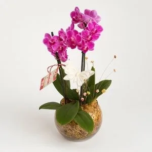 Mini Orquídea Phalaenopsis Pink em Vaso de Vidro