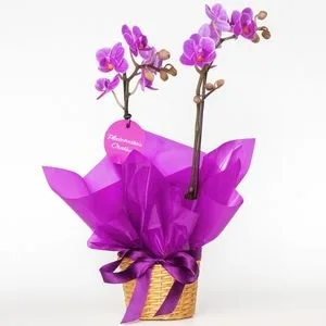 Mini Orquídea Phalaenopsis Rosa em Cachepô de Palha