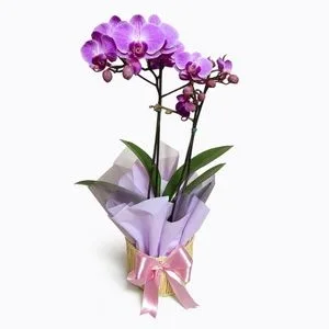 Mini Orquídea Phalaenopsis Rosa