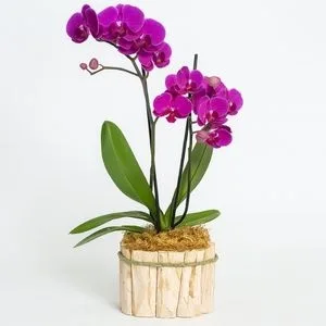 Mini Orquídea Phalaenopsis Roxa em Vaso de Madeira Rústico