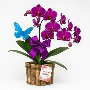 Mini Orquídea Phalaenopsis Roxa no Cachepô de Madeira
