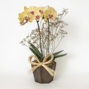 Orquídea Phalaenopsis Amarela em Cachepô de Madeira