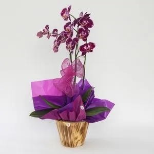 Orquídea Phalaenopsis Roxa no Vaso de Madeira