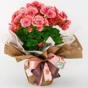 Begônia Rosa