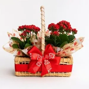 Cesta de Kalanchoe Vermelho em Vime com Laço Decorativo