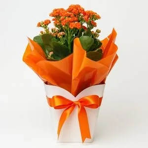 Kalanchoe Laranja