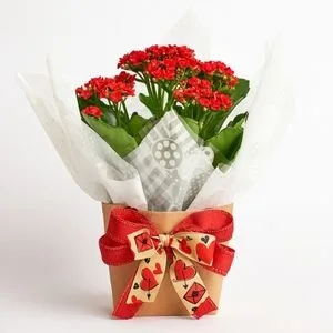Kalanchoe Vermelha no Cachepô