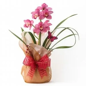 Orquídea Cymbidium Rosa