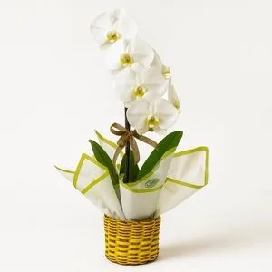 Orquídea Phalaenopsis Branca no Cachepô de Palha