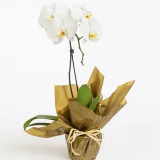 Orquídea Phalaenopsis Branca