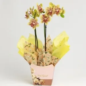 Orquídea Amarela Phalaenopsis em Cachepô