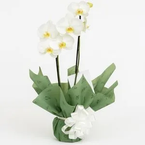 Orquídea Branca Phalaenopsis
