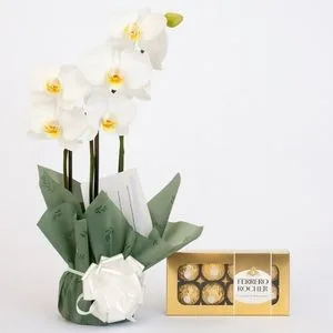 Orquídea Phalaenopsis Branca com Caixa de Bombons Ferrero Rocher