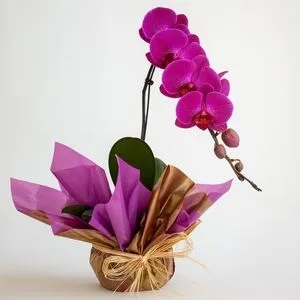 Orquídea Phalaenopsis Pink