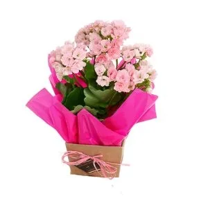 Flor da Fortuna cor de Rosa