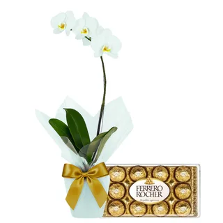 Orquídea Phalaenopsis Branca com Chocolate