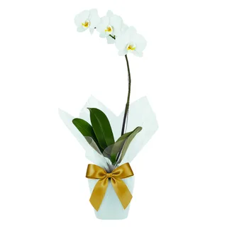 Orquídea Phalaenopsis Branca
