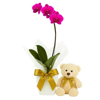 Orquídea Phalaenopsis Lilás com Pelúcia