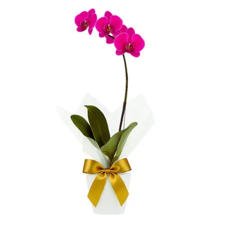 Orquídea Phalaenopsis Lilás