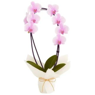 Orquídea Especial