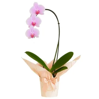 Orquídea Lilás para presente