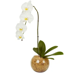 Orquídea Nobre no Vaso de Vidro