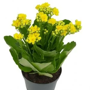 Flor da Fortuna Amarela