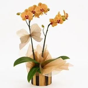 Orquídea Phalaenopsis Amarela em Vaso de Madeira