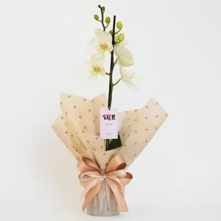 Orquídea Phalaenopsis Branca