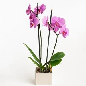 Orquídea Phalaenopsis Lilás