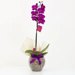 Orquídea Phalaenopsis Roxa em Vaso