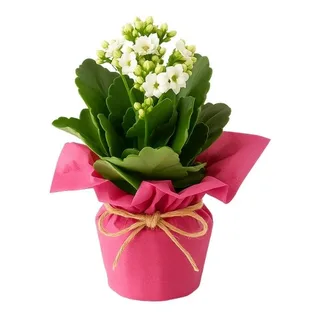 Flor da Fortuna Branca