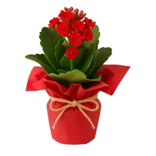 Flor da Fortuna Vermelha