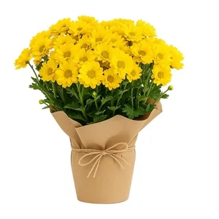 Margaridinha Amarela Plantada