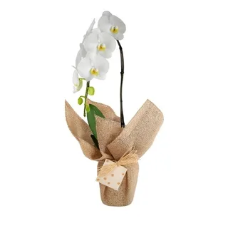 Orquídea Phalaenopsis Branca