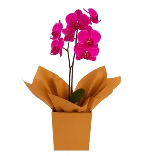 Orquídea Phalaenopsis Pink