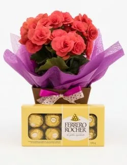 Begônia Rosa e Chocolate
