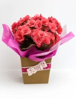 Begônia Rosa