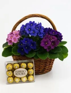 Cesta de Violetas e Ferrero Rocher