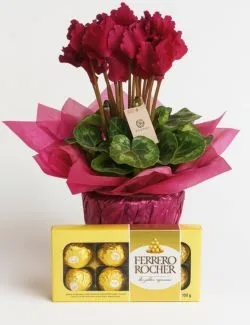 Ciclame Rosa e Chocolate