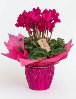 Ciclame Rosa