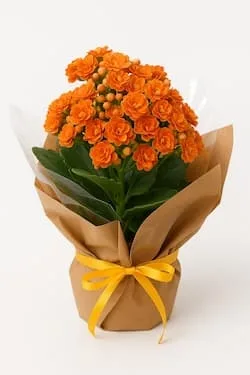 Flor da fortuna Laranja