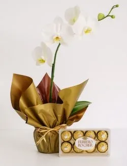 Orquídea Branca com Ferrero Rocher