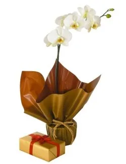 Orquídea Phalaenopsis Branca e Caixa de Bombons