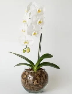 Orquídea Phalaenopsis Branca no Vaso de Vidro