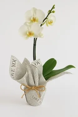 Orquidea Phalaenopsis Branca