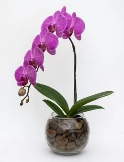 Orquídea Phalaenopsis Lilás em Vaso de Vidro