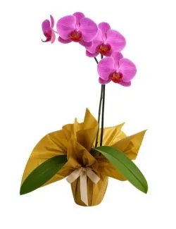 Orquidea Phalaenopsis Pink